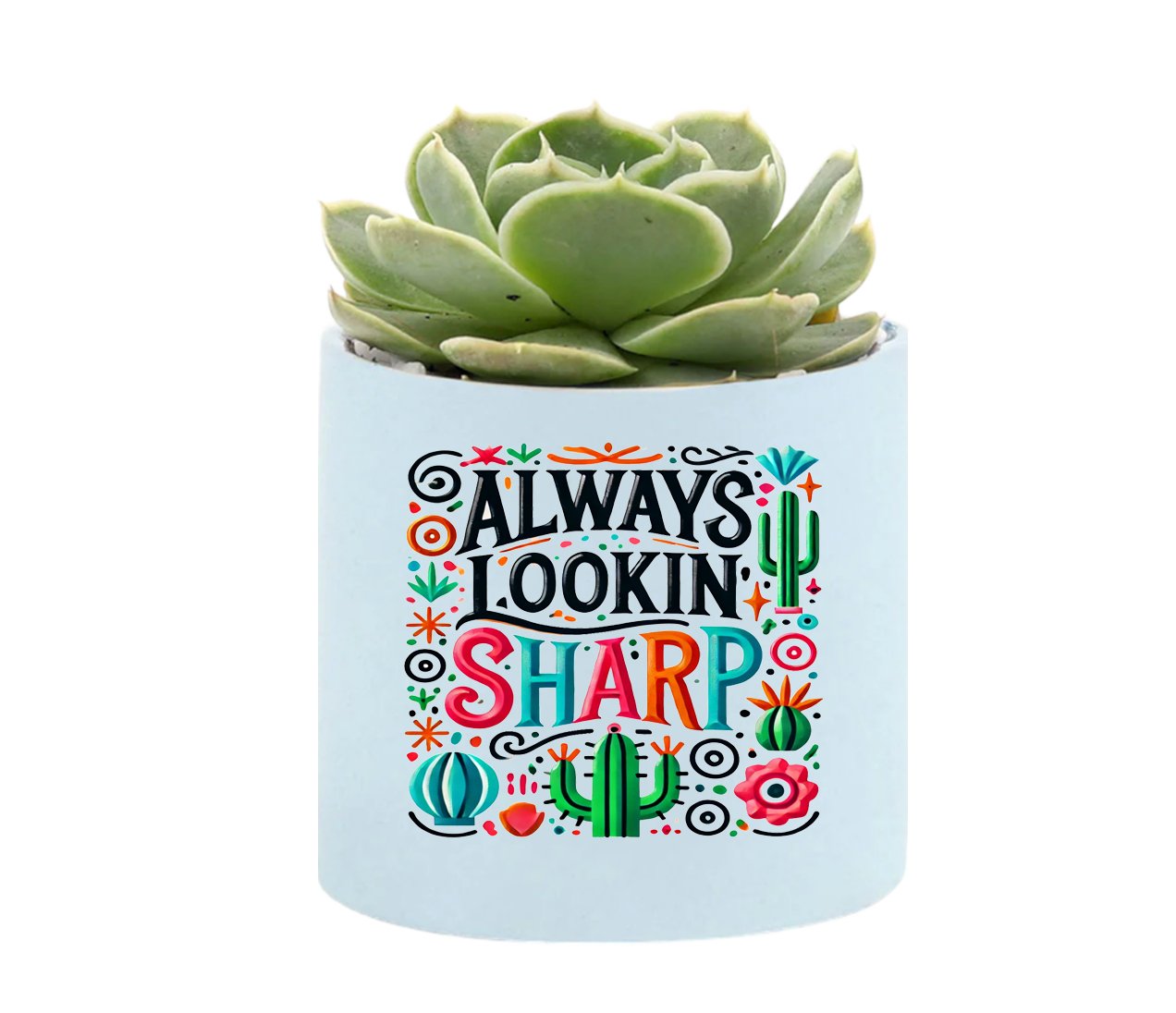 Always Lookin Sharp Mini Succulent Plant in Pot - Celebrate Prints