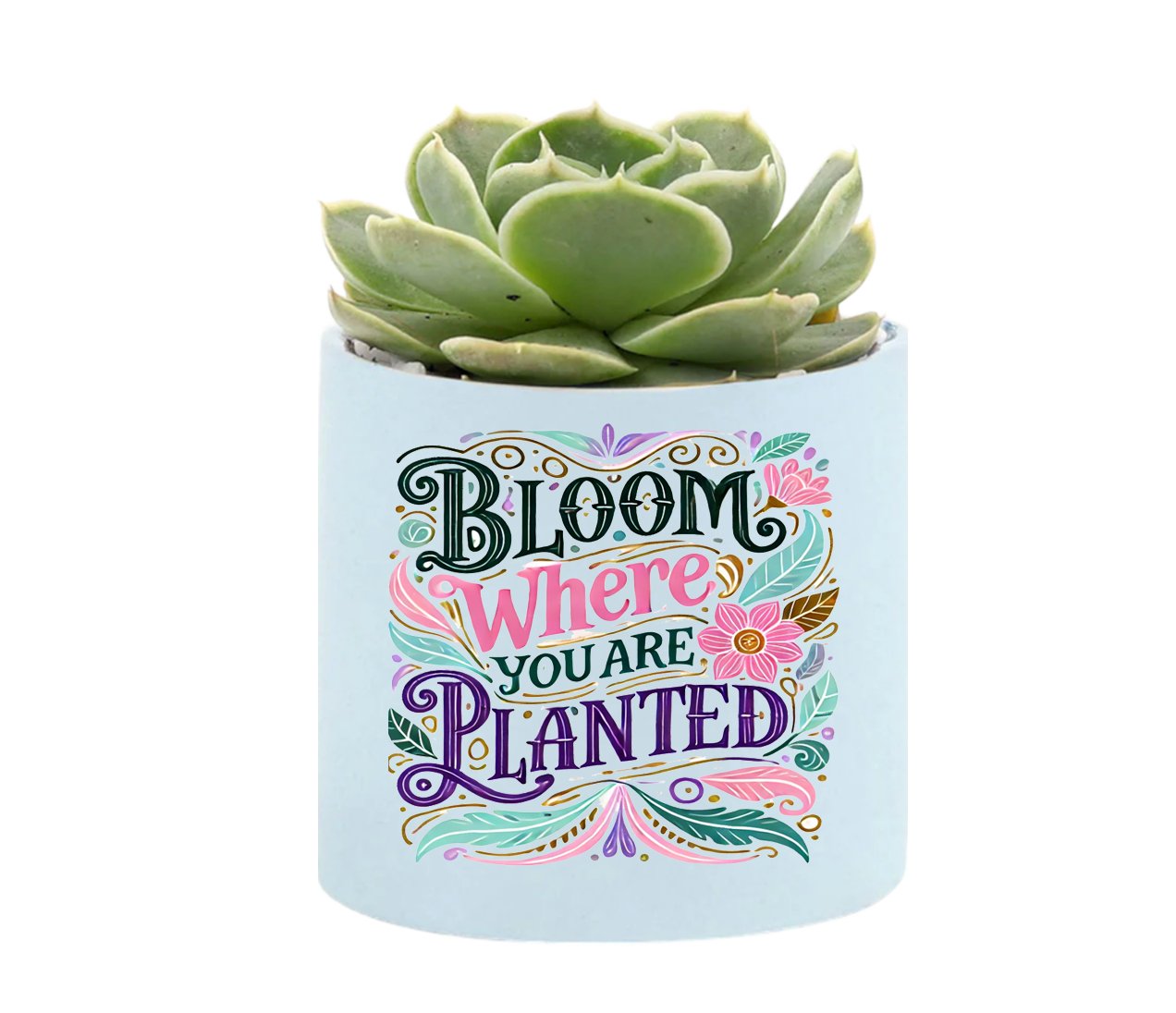 Bloom Where You Are Planted Mini Succulent Plant in Pot - Celebrate Prints