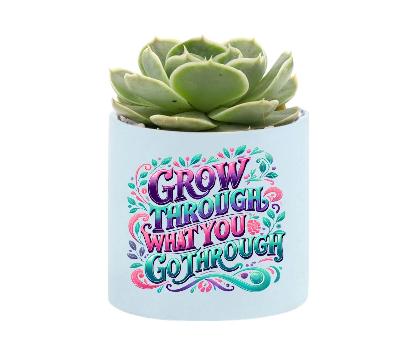 Grow Mini Succulent Plant in Pot - Celebrate Prints