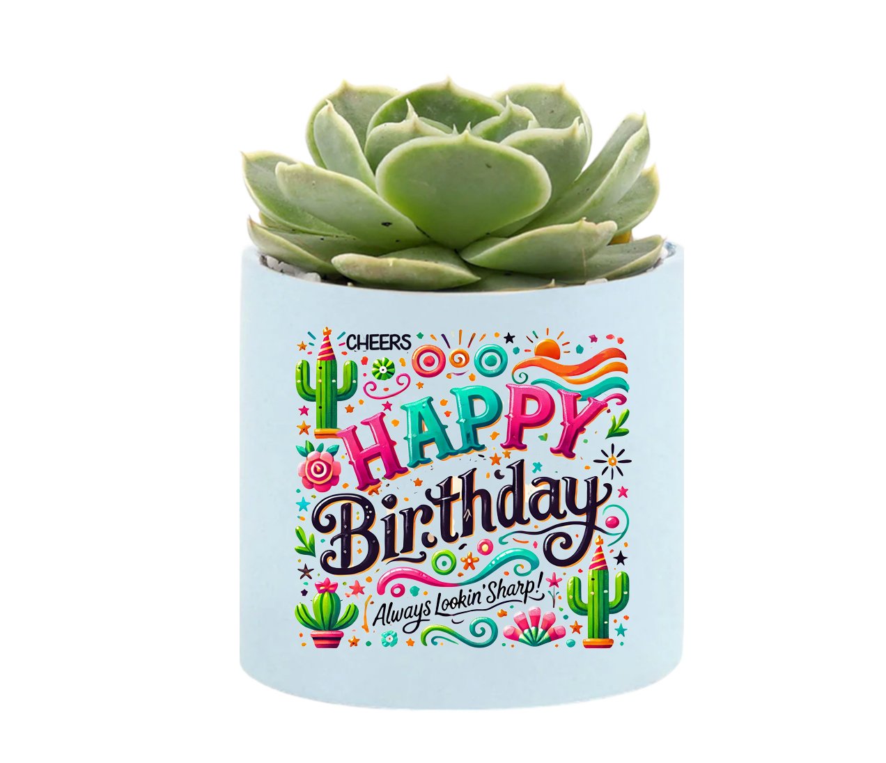 Happy Birthday Cheers Mini Succulent Plant in Pot - Celebrate Prints