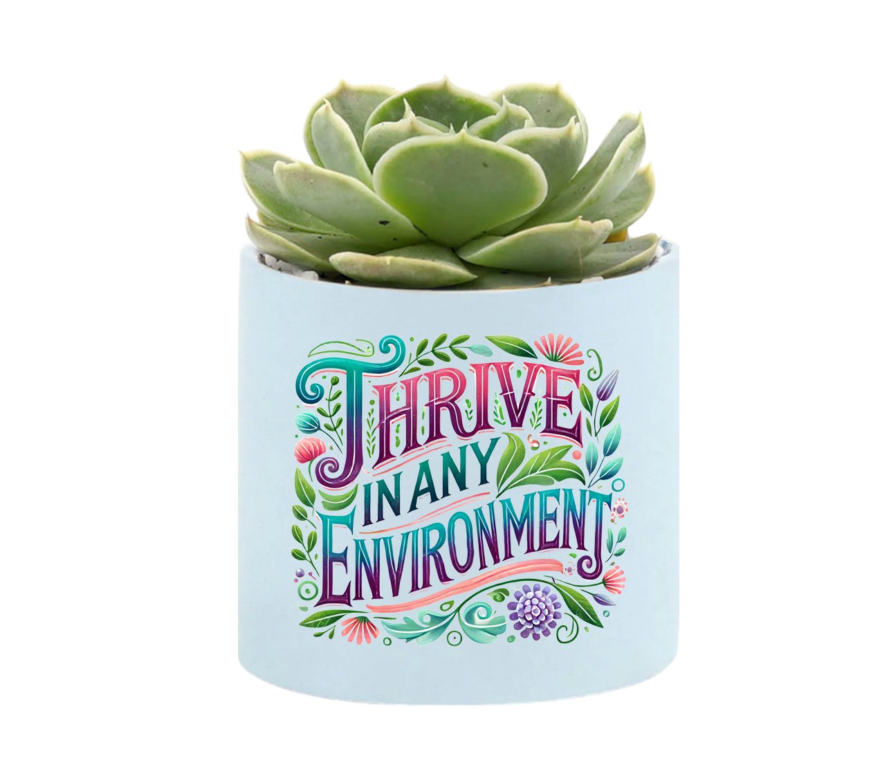 Thrive Environment Mini Succulent Plant in Pot - Celebrate Prints