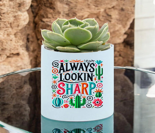 Always Lookin Sharp Mini Succulent Plant in Pot - Celebrate Prints