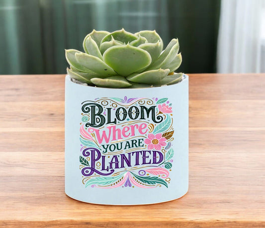 Bloom Where You Are Planted Mini Succulent Plant in Pot - Celebrate Prints