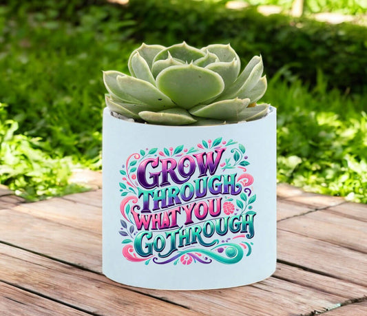 Grow Mini Succulent Plant in Pot - Celebrate Prints