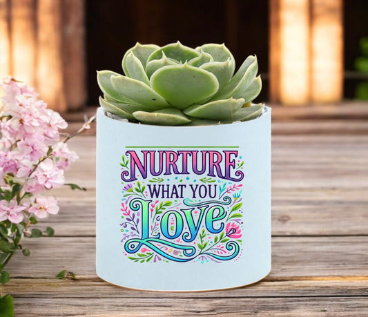 Nurture Mini Succulent Plant in Pot - Celebrate Prints