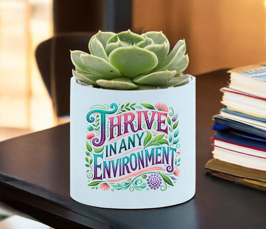 Thrive Environment Mini Succulent Plant in Pot - Celebrate Prints